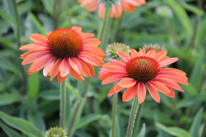 Echinacea 'Prima Ginger' Scheinsonnenhut