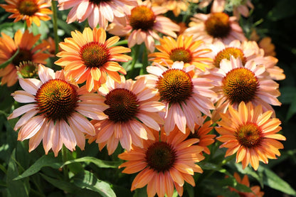 Echinacea 'Prima Ginger' (Scheinsonnenhut)