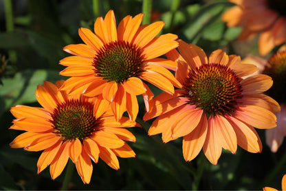 Echinacea 'Prima Ginger' (Scheinsonnenhut)