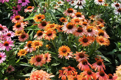 Echinacea 'Prima Ginger' (Scheinsonnenhut)