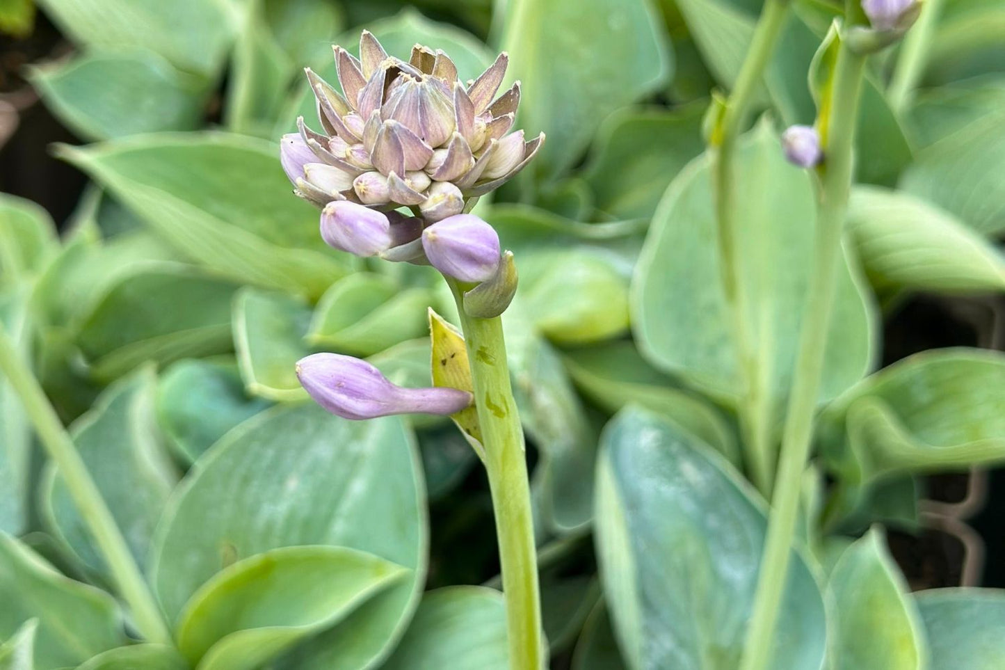 Hosta 'Big Daddy' (Funkie)