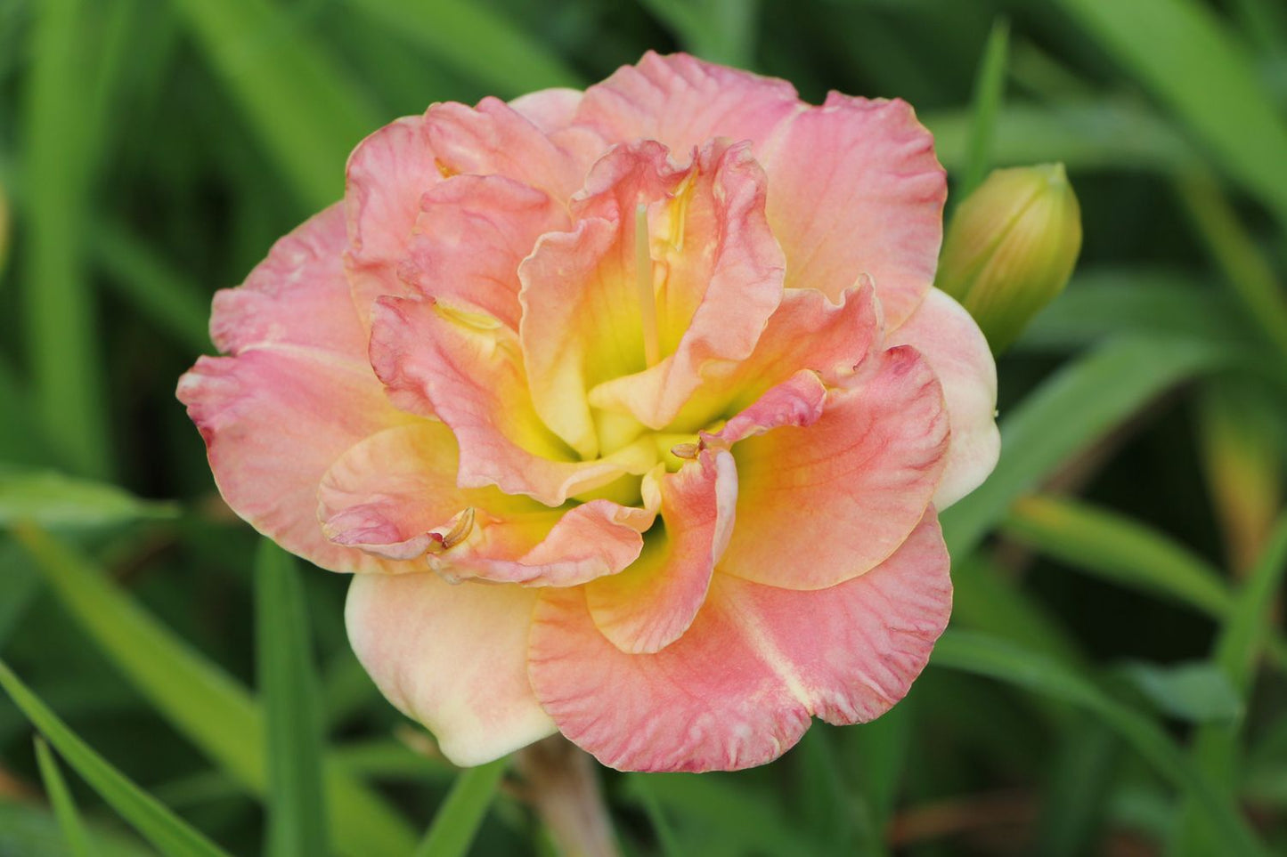 Hemerocallis 'Lacy Doily' Kleinblumige Taglilie