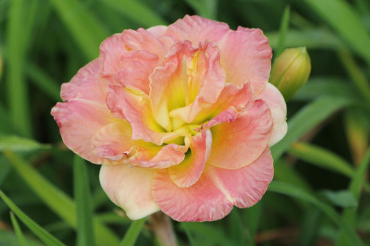 Hemerocallis 'Lacy Doily' Kleinblumige Taglilie