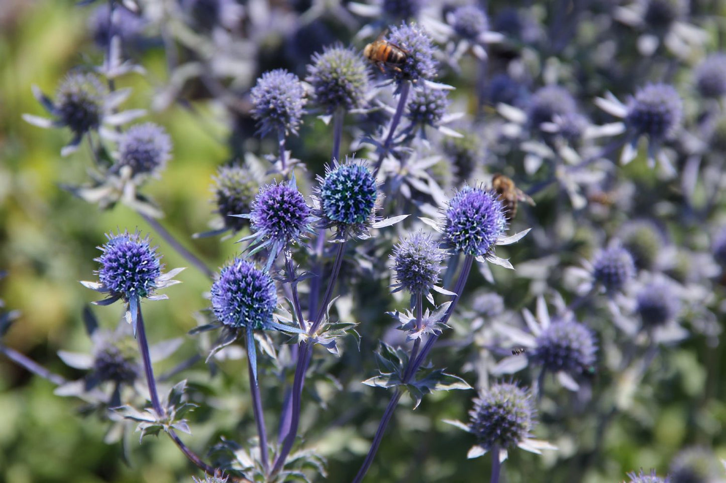 Eryngium planum 'Fluela' Kleiner Garten-Mannstreu