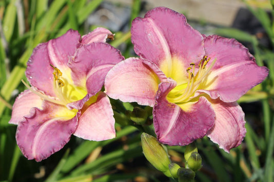 Hemerocallis 'Entrapment' Großblumige Taglilie