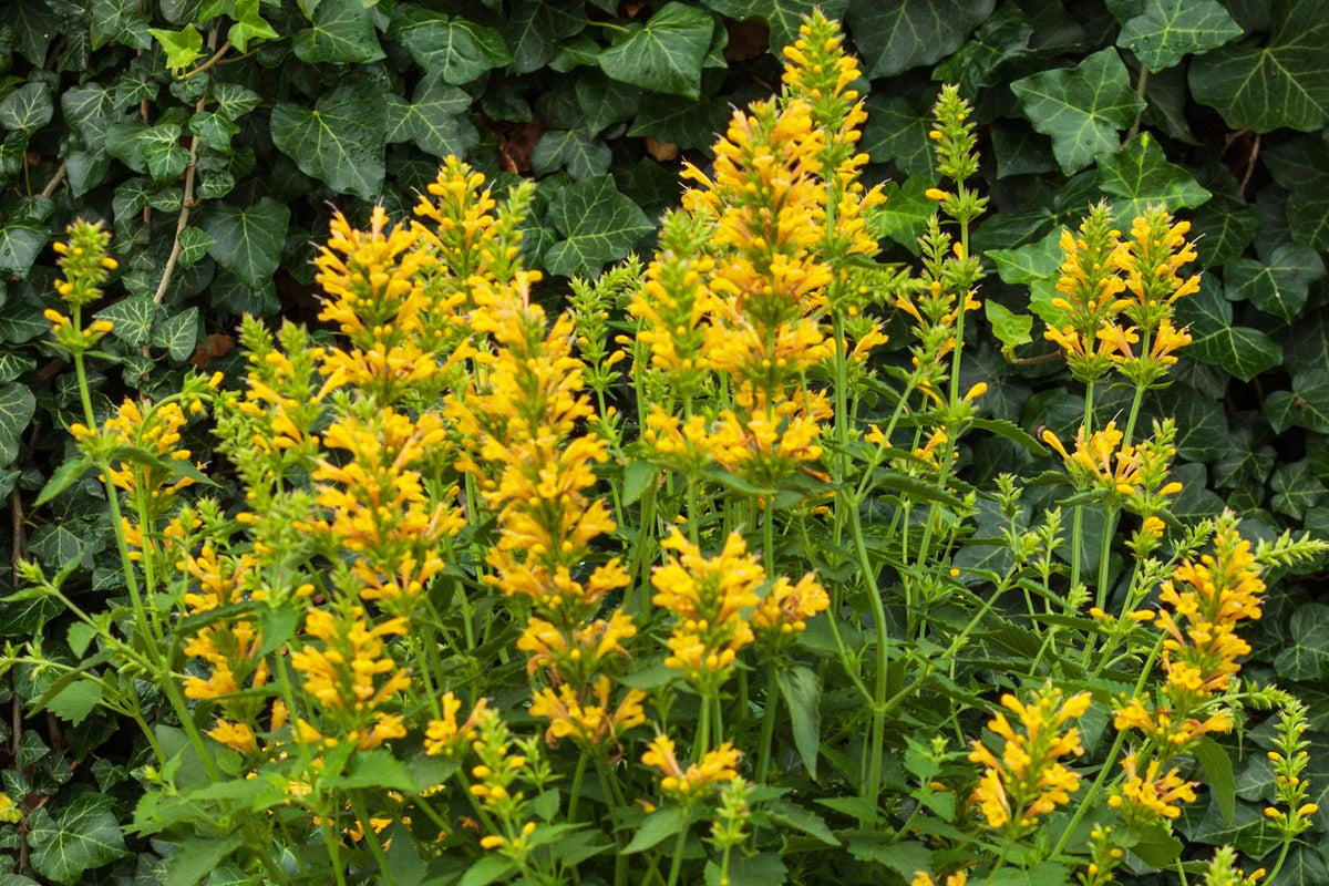 Agastache 'Kudos Yellow' (Duftnessel) - P 1