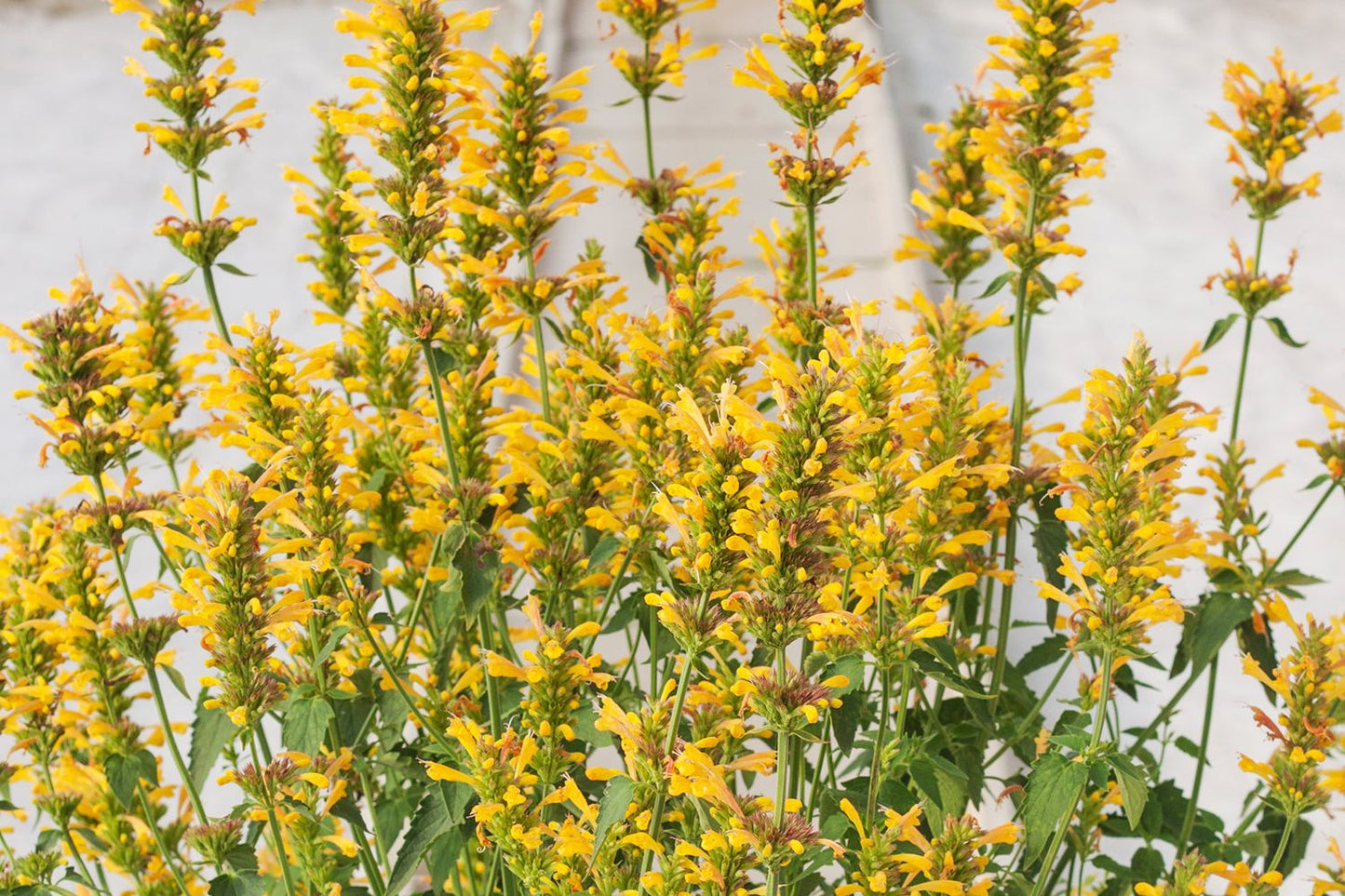 Agastache 'Kudos Yellow' (Duftnessel)
