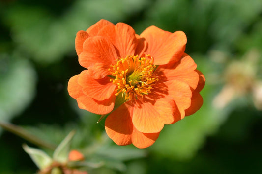 Geum 'Prinses Juliana' Nelkenwurz