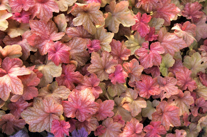 Heuchera 'Orange Dream' Purpurglöckchen