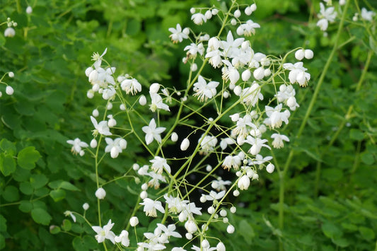 Thalictrum delavayi 'Splendide White' Wiesenraute