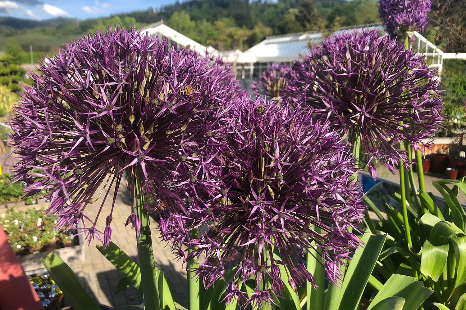 Allium 'Universe' ® Kugellauch | Zierlauch