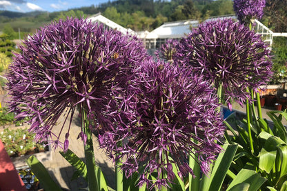 Allium 'Universe' ® Kugellauch | Zierlauch