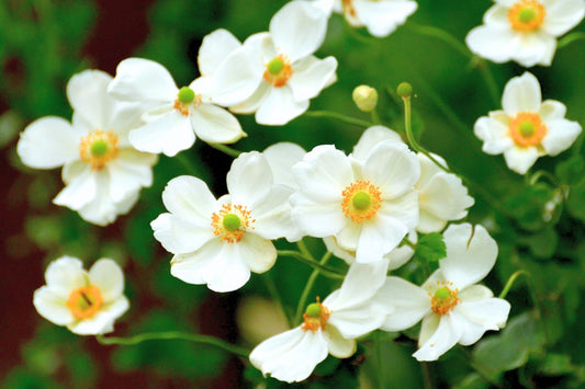 Anemone hupehensis 'Little White Princess' Herbst-Anemone
