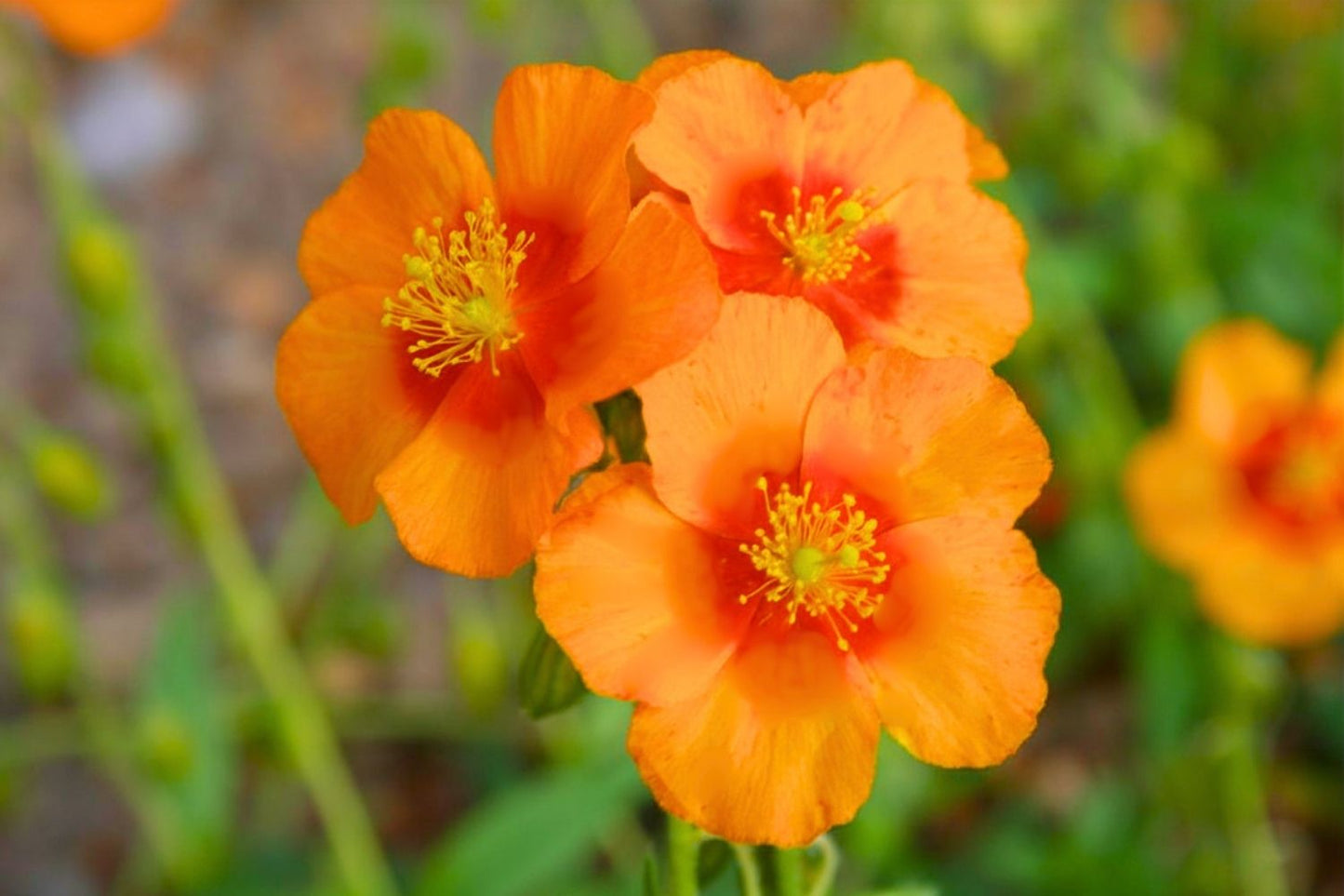 Helianthemum 'Watergate Orange' Sonnenröschen