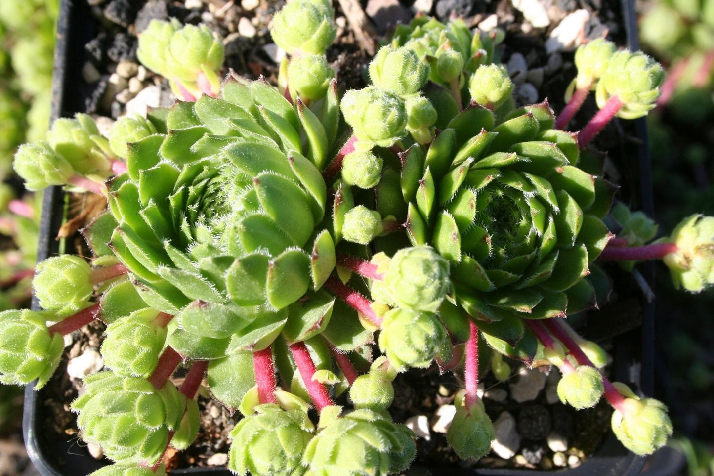 Sempervivum 'Fontana' Hauswurz
