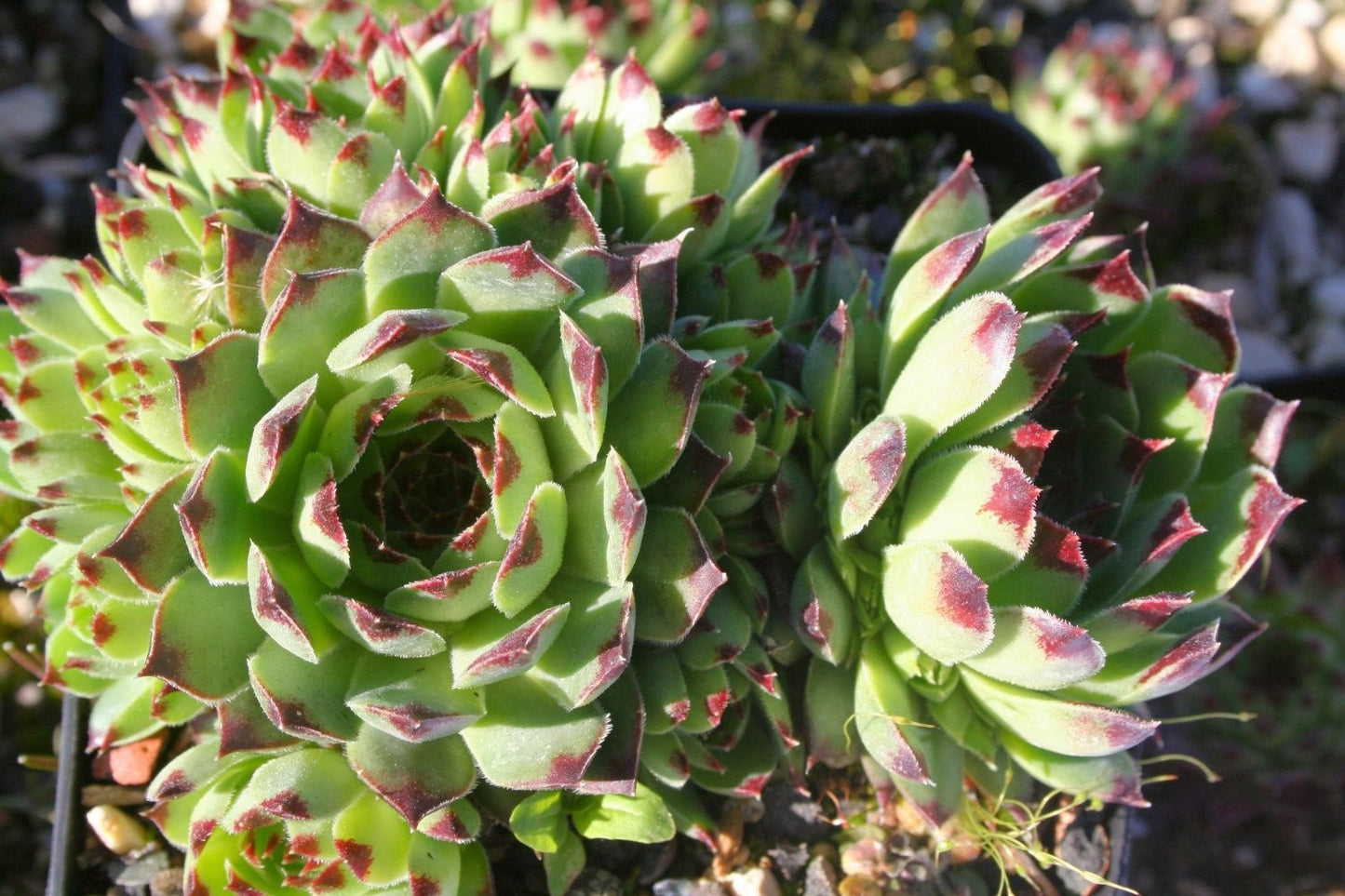 Sempervivum x hosanii Hauswurz