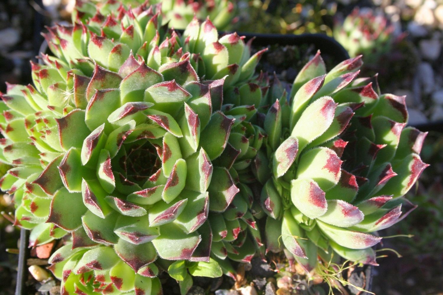 Sempervivum x hosanii Hauswurz