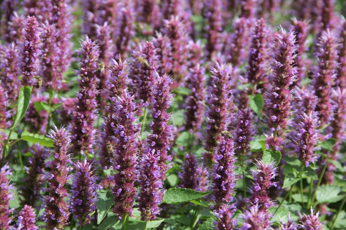 Agastache 'Beelicious Purple' ® (Duftnessel)
