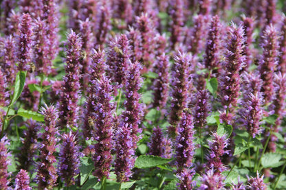 Agastache 'Beelicious Purple' ® (Duftnessel)