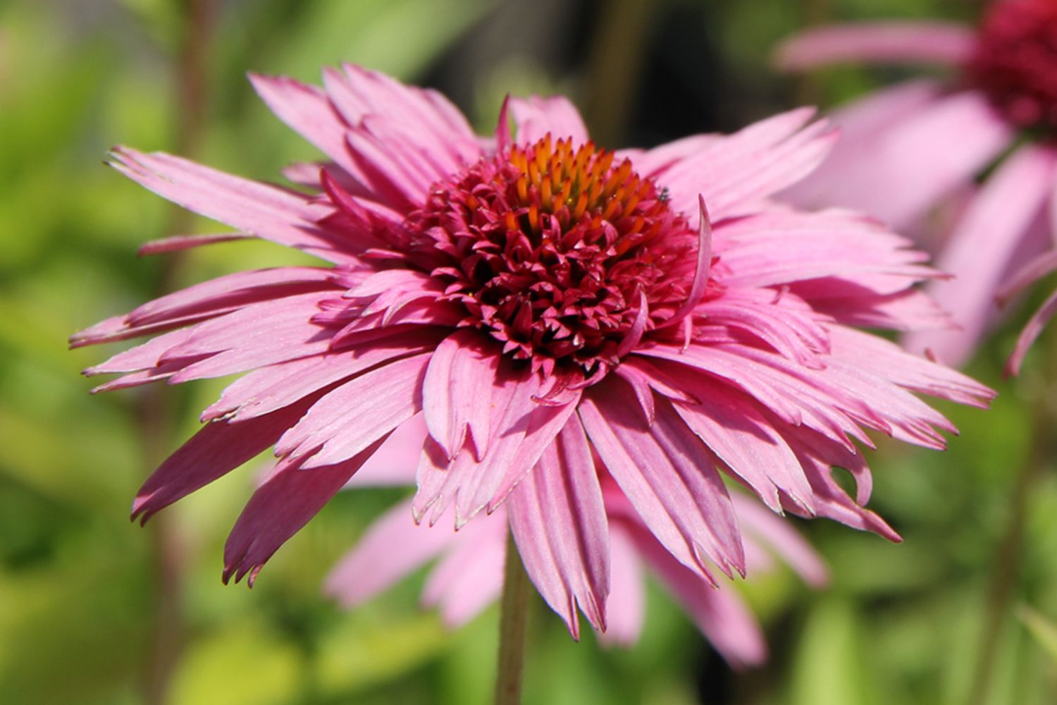 Echinacea 'Meteor Pink' ® Scheinsonnenhut