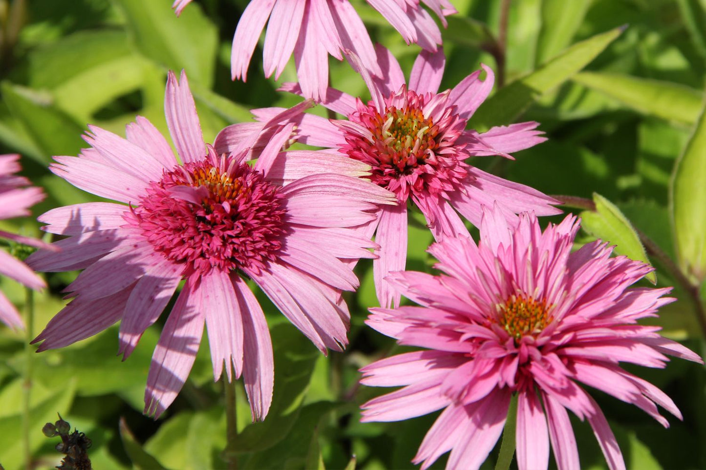 Echinacea 'Meteor Pink' ® (Scheinsonnenhut)