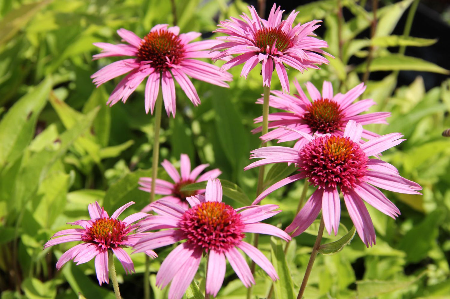Echinacea 'Meteor Pink' ® (Scheinsonnenhut)