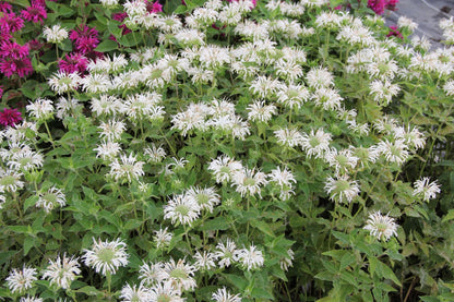 Monarda 'Bee-Bright' Indianernessel