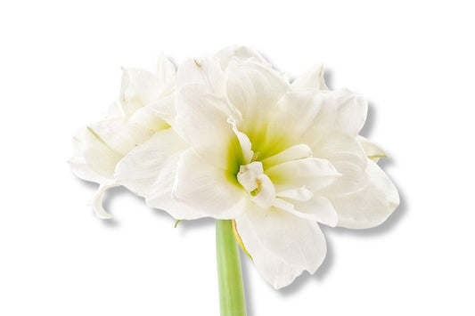 Hippeastrum weiß gefüllt Amaryllis | Ritterstern