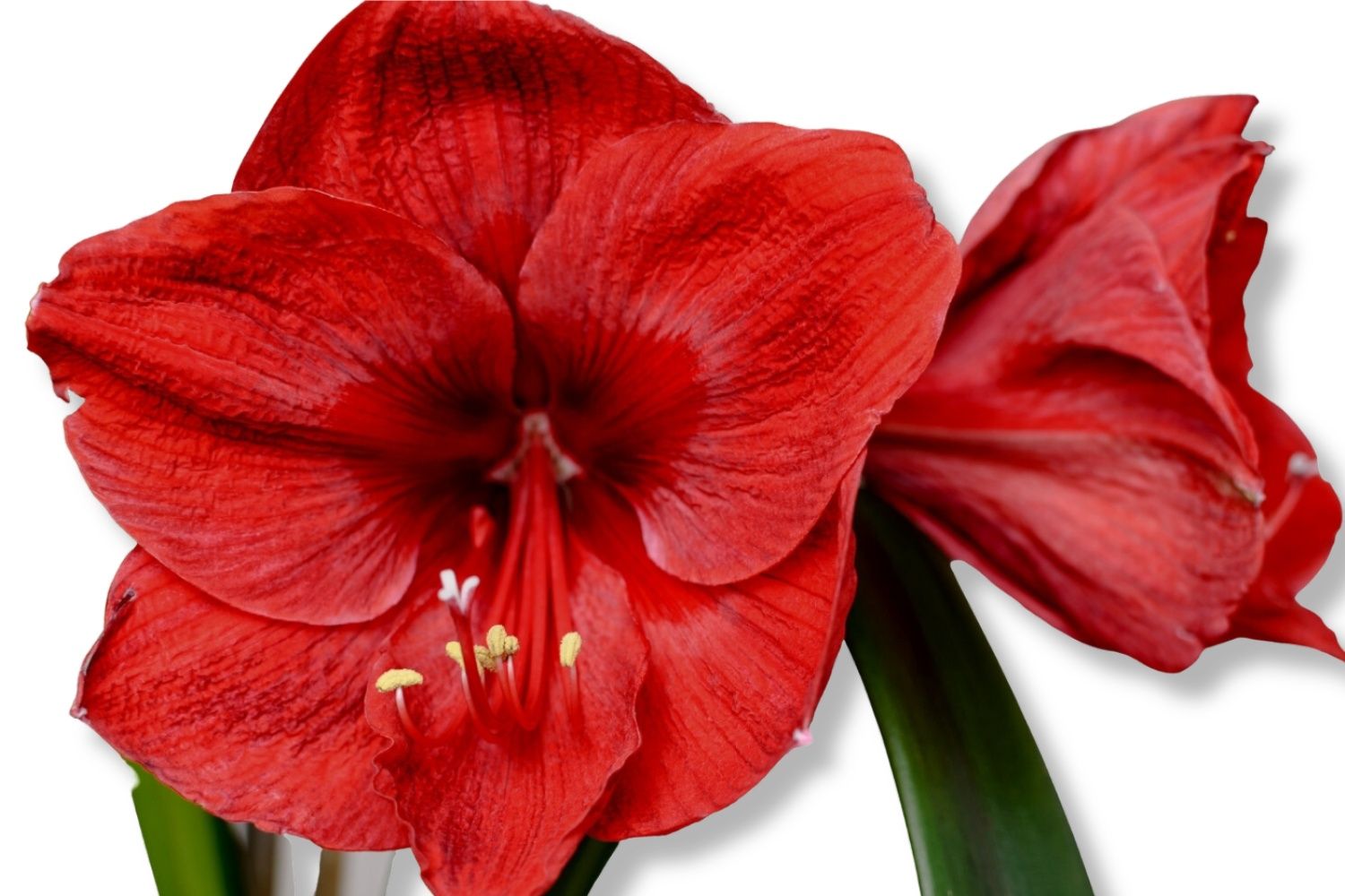 Hippeastrum rot Amaryllis | Ritterstern