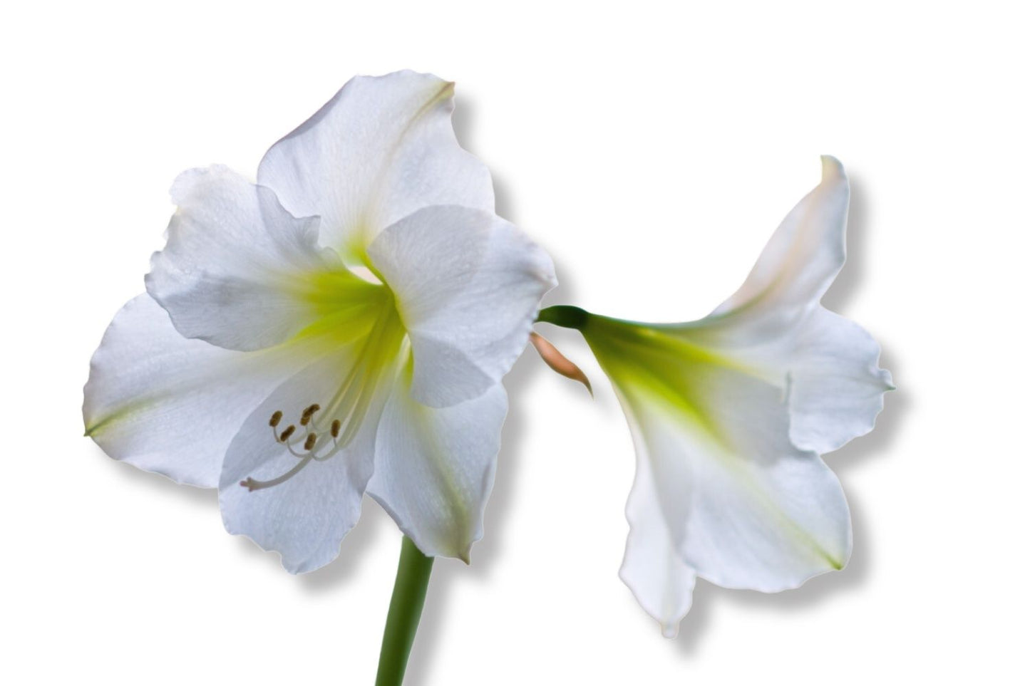 Hippeastrum weiß Amaryllis | Ritterstern