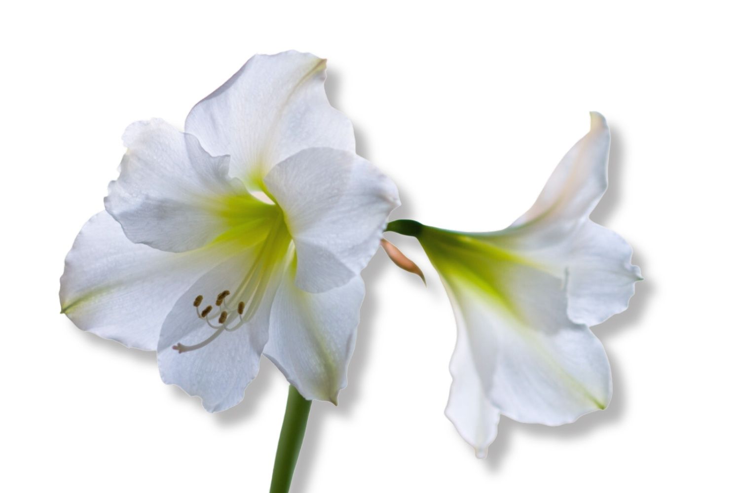 Hippeastrum weiß Amaryllis | Ritterstern