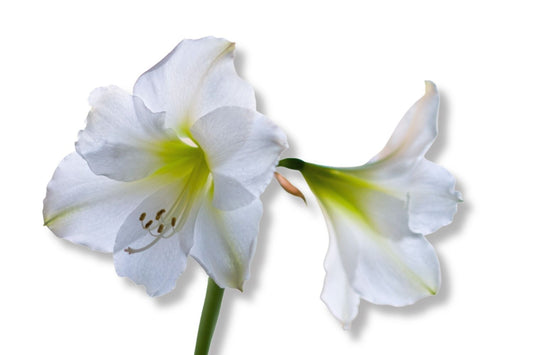 Hippeastrum weiß Amaryllis | Ritterstern