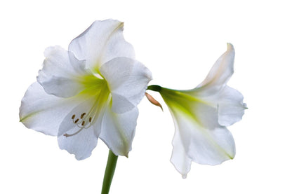 Hippeastrum weiß Amaryllis | Ritterstern