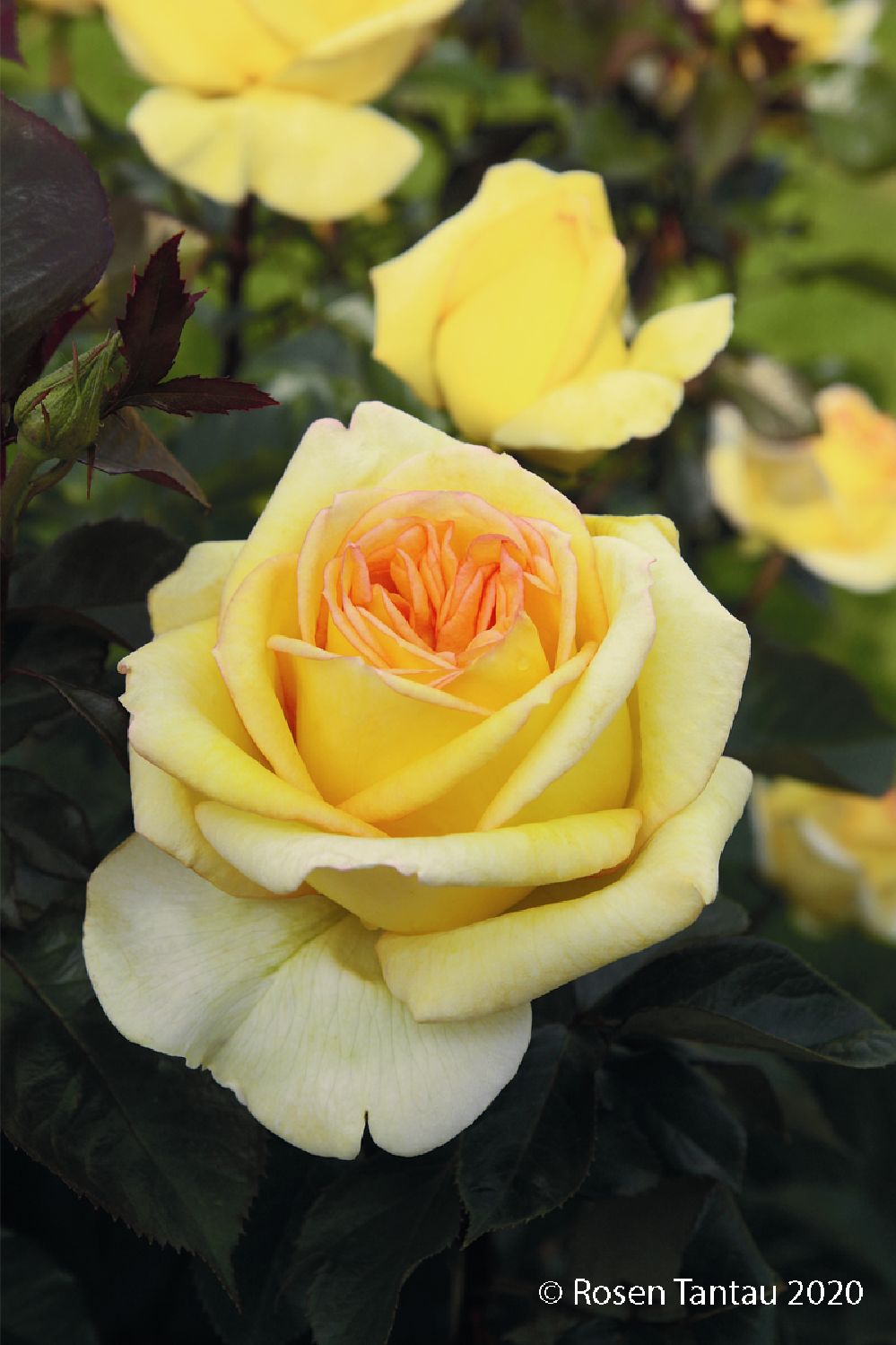 Rose 'Golden Tower' ® Edelrosen