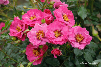 Rose 'Orienta® Djamila' Persische Rose
