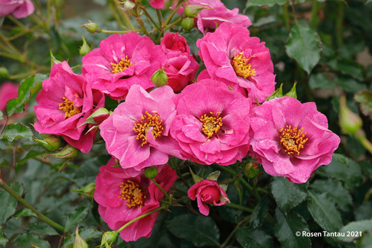 Rose 'Orienta® Djamila' Persische Rose