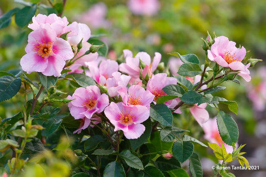 Rose 'Orienta® Laila' Persische Rose