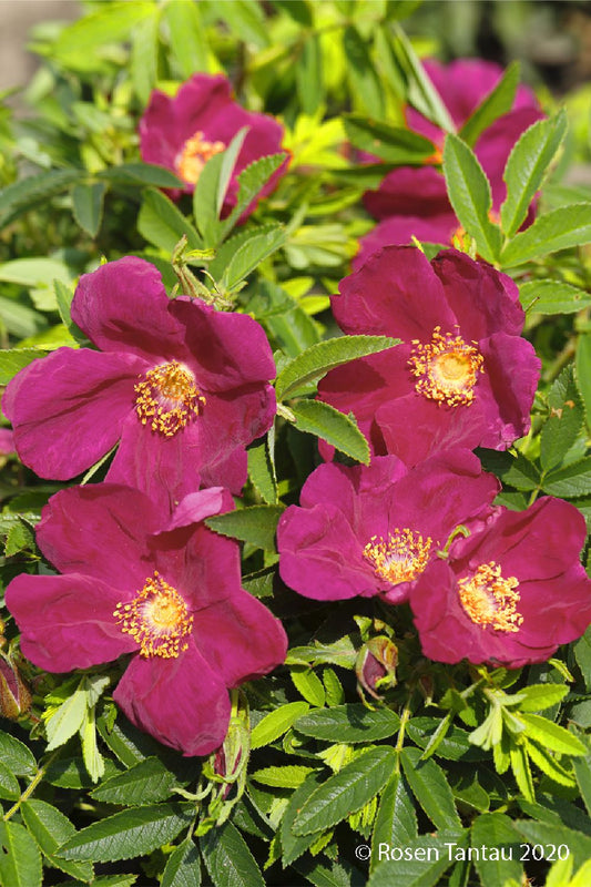 Rose 'Strandperle® Amrum' Heckenrose