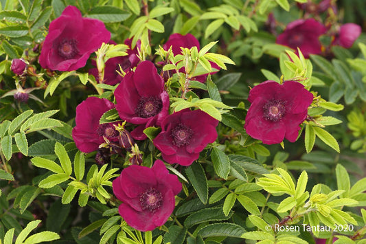 Rose 'Strandperle® Norderney' Heckenrose