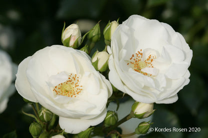 Rose 'Innocencia' Bienenweiderose