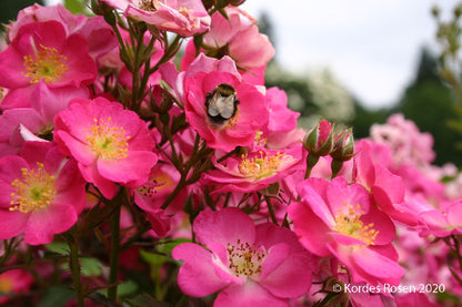 Rose 'Lupo' Bienenweiderose