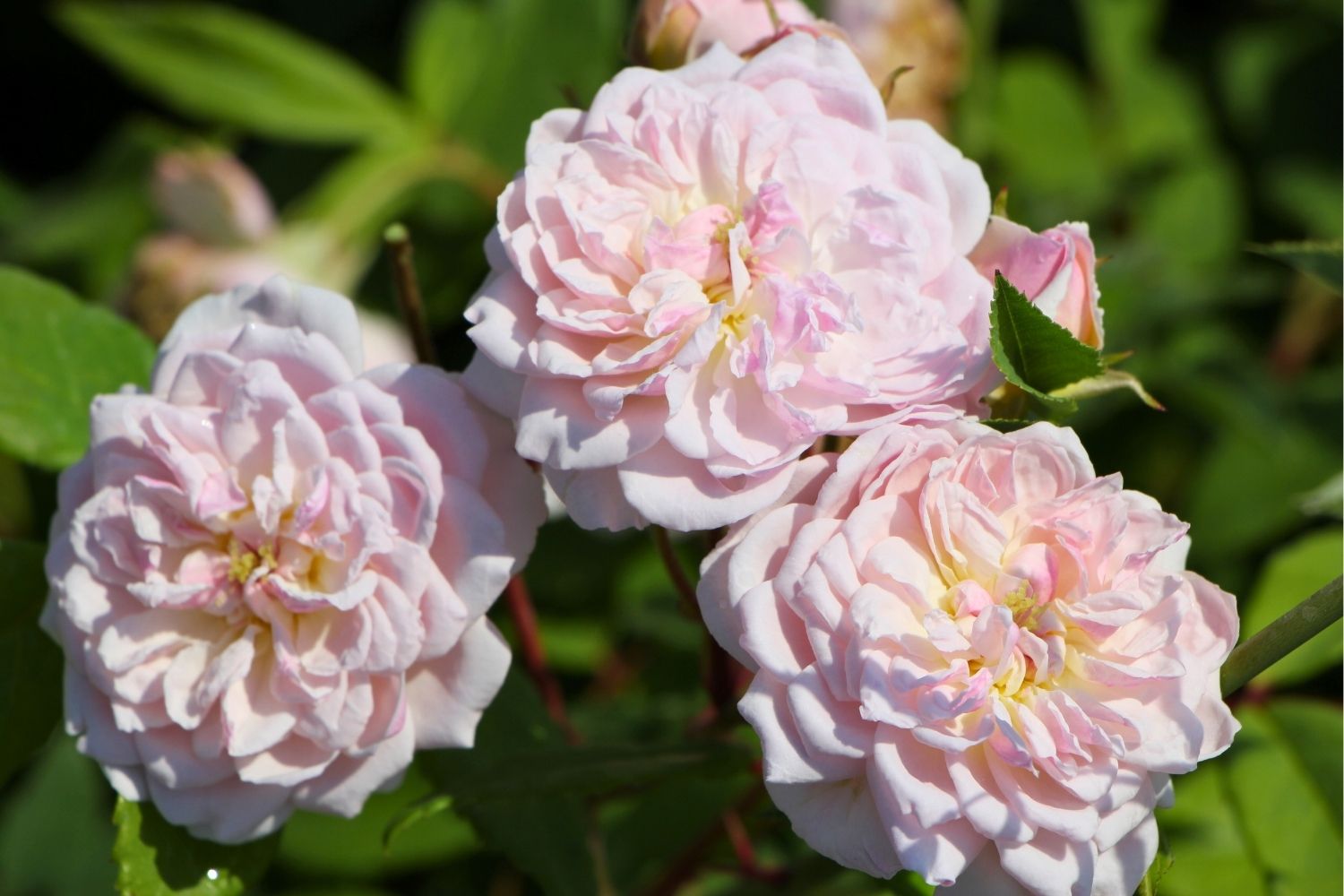 Rose 'Romantic Siluetta' ® Miniclimber