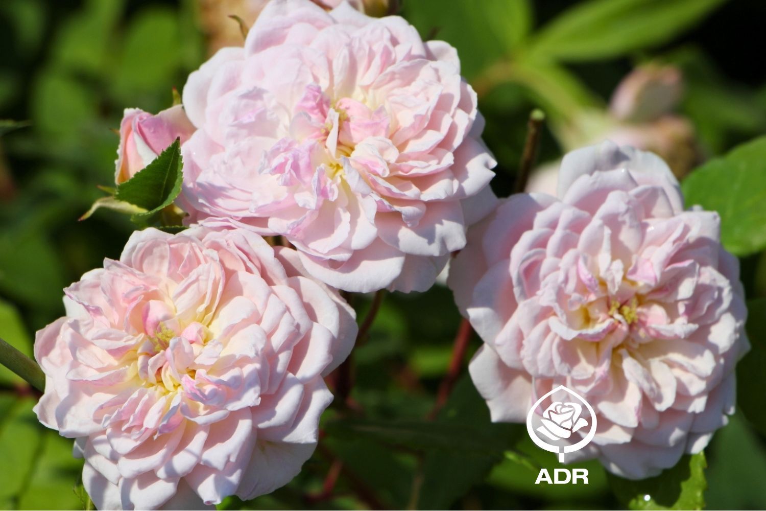 Rose 'Romantic Siluetta' ® Miniclimber