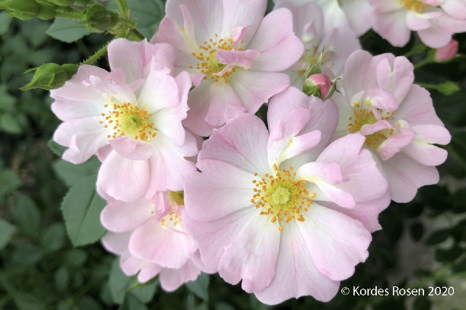 Rose 'Sternenhimmel' ® Patiorose