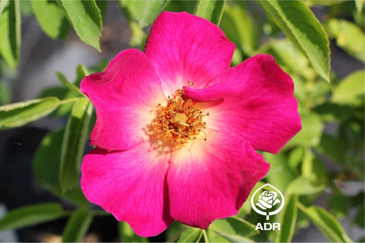 Rose 'Weg der Sinne' ® Bodendeckerrose