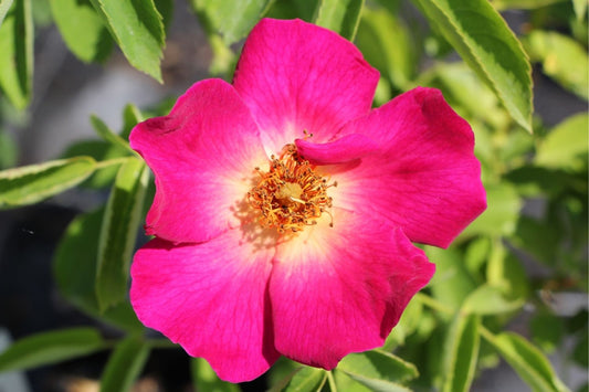 Rose 'Weg der Sinne' ® Bodendeckerrose