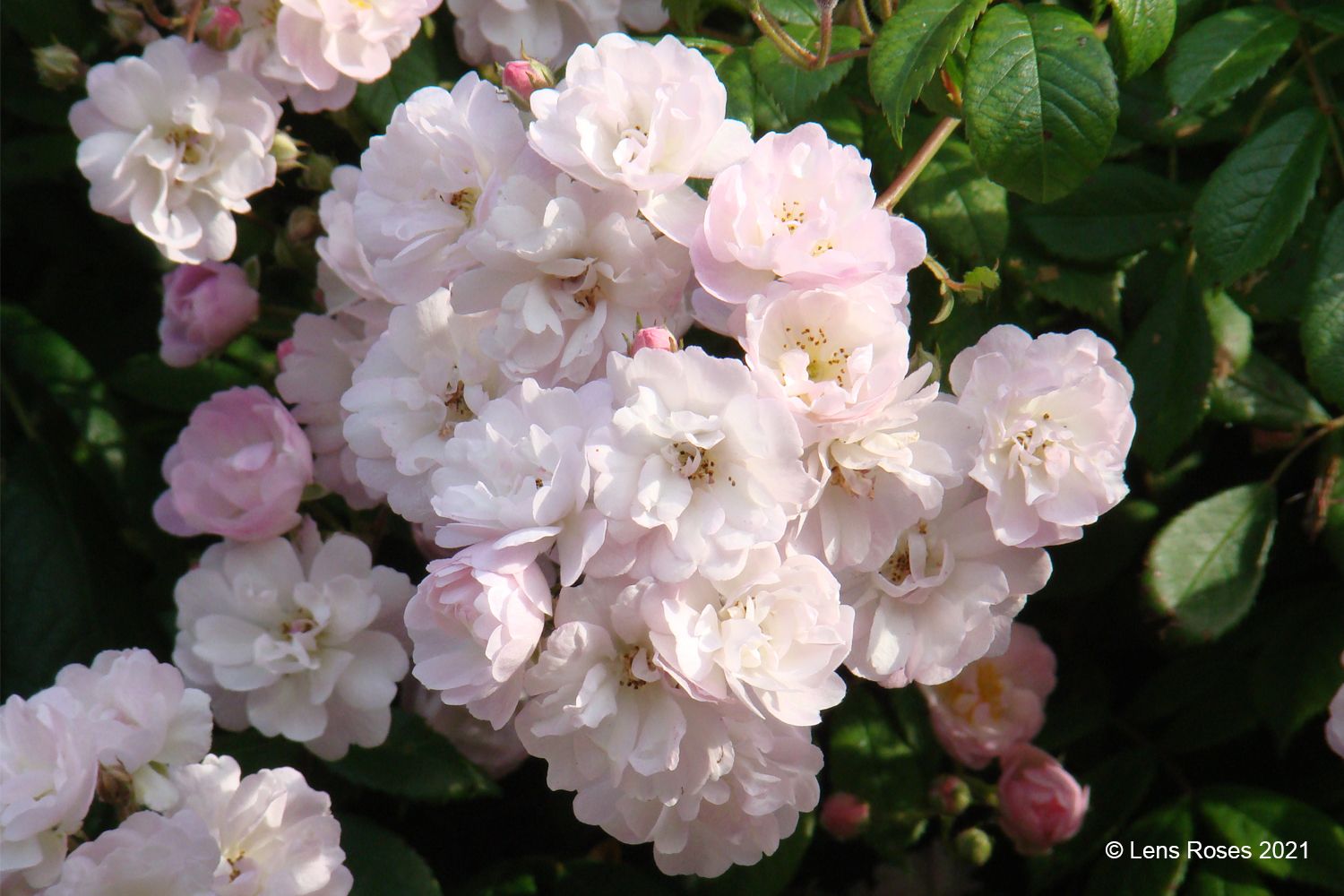 Rose 'Guirlande Rose' ® Rambler