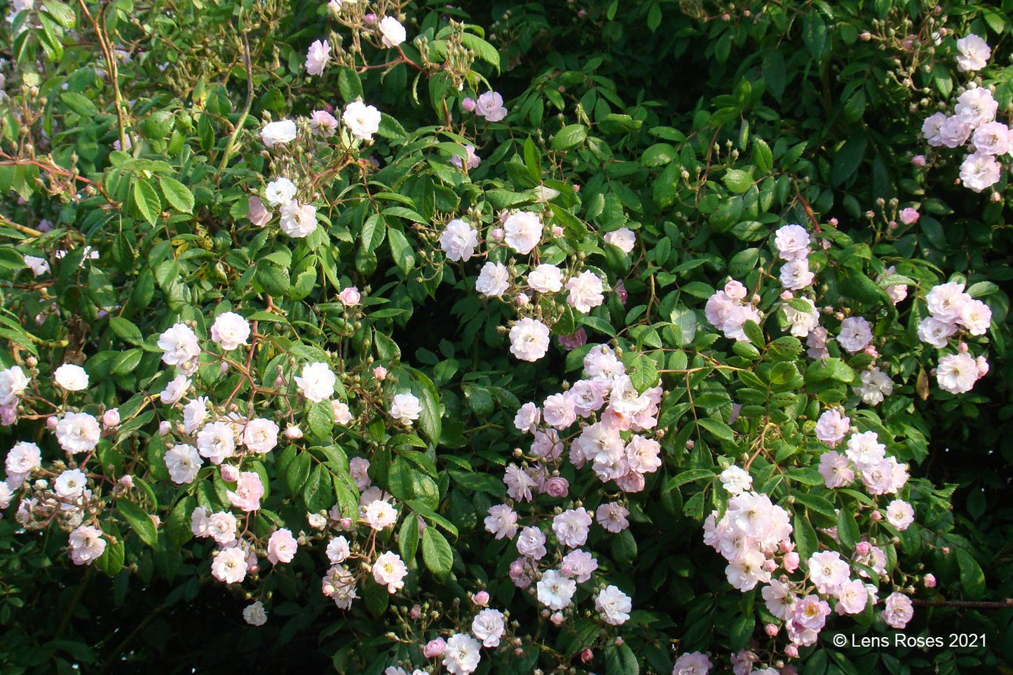 Rose 'Guirlande Rose' ® (Rambler)