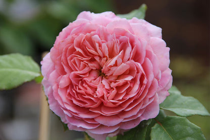 Rose 'Eisvogel' (Edelrose)