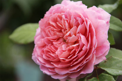 Rose 'Eisvogel' ® Edelrose